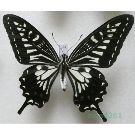 Papilio xuthus Linnaeus, 1767 male ex. ovo Japan 78mm32a